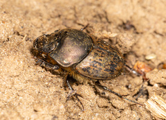 Onthophagus medius
