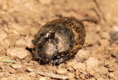 Onthophagus medius