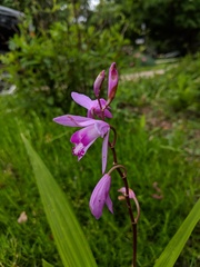 Bletilla striata