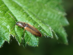 Dalopius marginatus