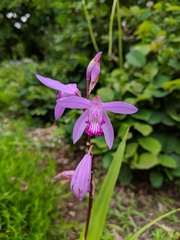 Bletilla striata