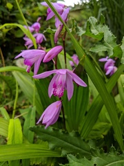Bletilla striata