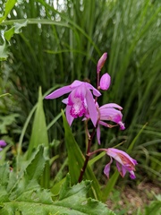 Bletilla striata