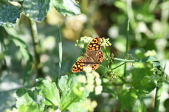 Pararge aegeria