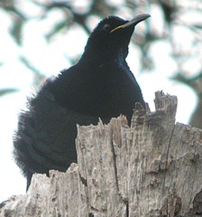 Ptiloris victoriae