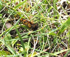 Eurranthis plummistaria