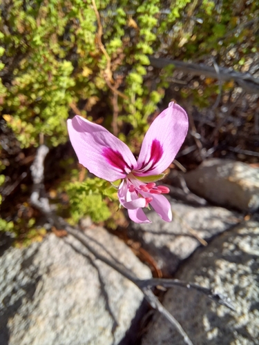 Image of Pelargonium crispum by (c) Danie Palm, some rights reserved (CC BY)