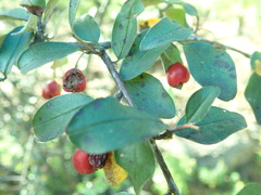 Cotoneaster mongolicus