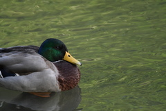 Anas platyrhynchos
