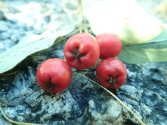 Cotoneaster mongolicus