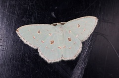 Comostola meritaria