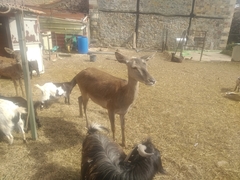 Cervini