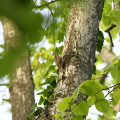 Certhia brachydactyla