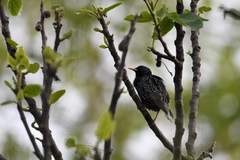Sturnus vulgaris