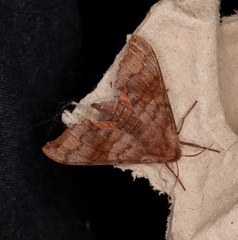 Cypoides chinensis