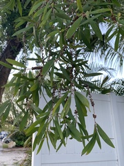 Melaleuca leucadendra image