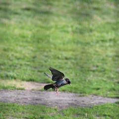 Sturnus vulgaris