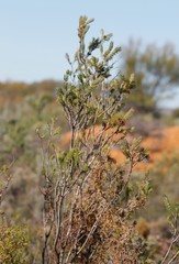 Melaleuca eriocarpa