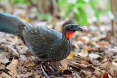 Penelope superciliaris