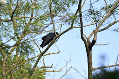 Corvus corone
