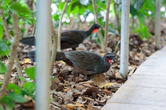 Penelope superciliaris