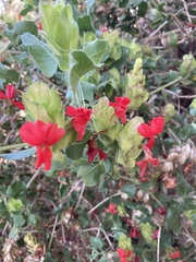 Petalidium bracteatum