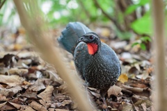 Penelope superciliaris