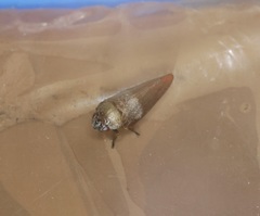 Eoscarta karschi