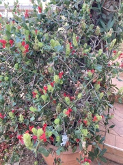 Petalidium bracteatum