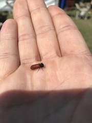 Bostrichus capucinus