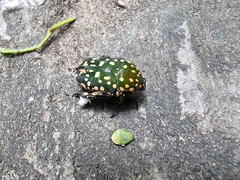 Protaetia niveoguttata