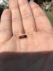 Bostrichus capucinus