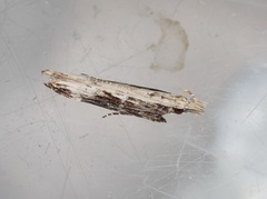 Hypatima spathota