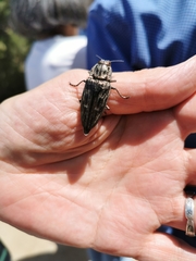 Chalcophora mariana