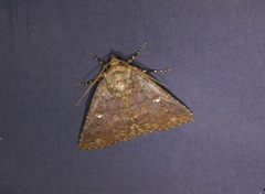 Hypersypnoides submarginata