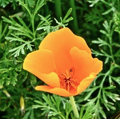 Eschscholzia californica californica