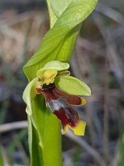 Ophrys insectifera aymoninii