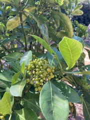 Psychotria capensis capensis
