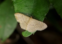 Idaea ptyonopoda