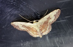 Idaea vacillata