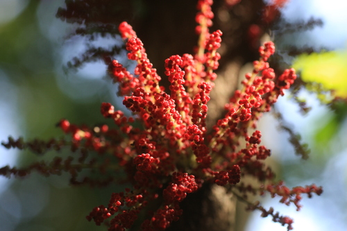 Image of Baccaurea courtallensis by (c) madhavan a.p, some rights reserved (CC BY)