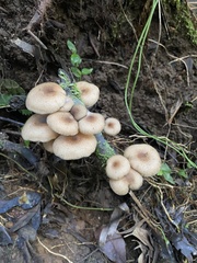 Armillaria hinnulea