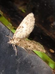 Eupithecia pusillata