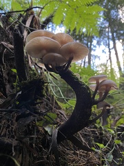 Armillaria hinnulea