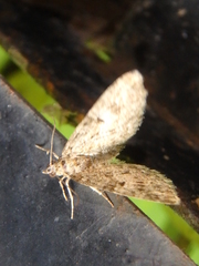 Eupithecia pusillata