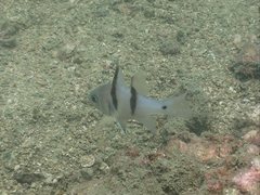 Apogonichthyoides sialis