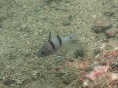 Apogonichthyoides sialis