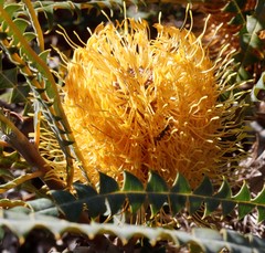 Banksia candolleana