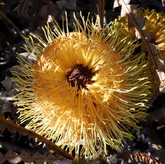 Banksia candolleana