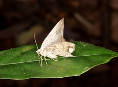 Oxymacaria temeraria